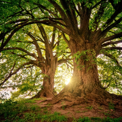 tree